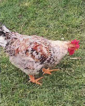 Disponjbili galli per esubero pollaio