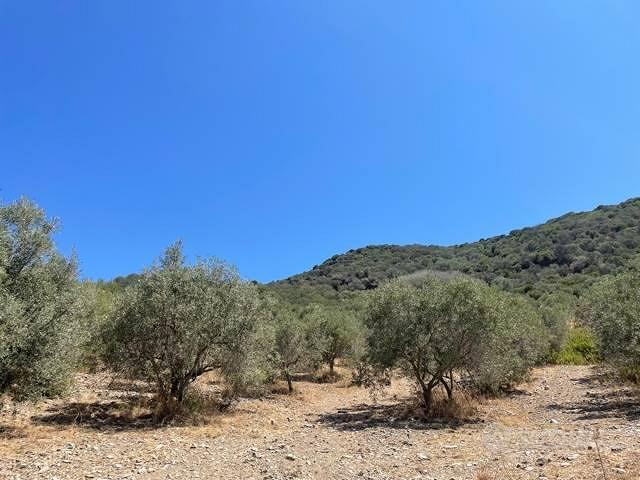 SANT'ANNA ARRESI uliveto con 1500 piante - Vista 5