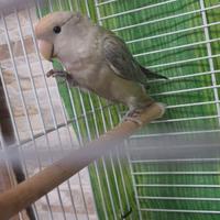 Agapornis