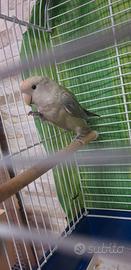 Agapornis