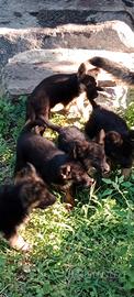cuccioli figli di pastore tedesco nero focato 