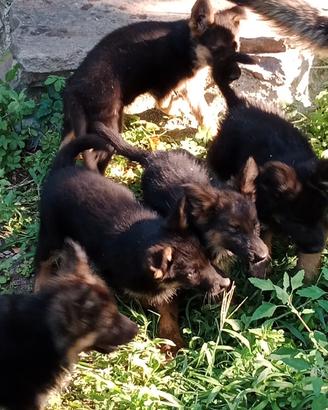 cuccioli figli di pastore tedesco nero focato 