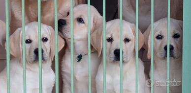 Labrador cucciole gialle