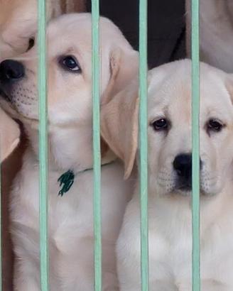 Labrador cucciole gialle