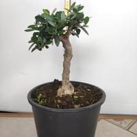 Ulivo prebonsai U8