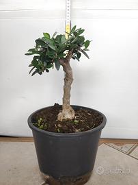 Ulivo prebonsai U8
