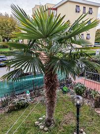 Palma 3 metri di altezza