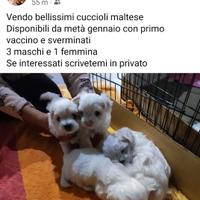 Cuccioli maltese taglia piccola