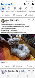 Cuccioli maltese taglia piccola