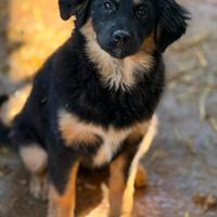 3 CUCCIOLOTTE affettuosissime 3 MESI