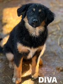 3 CUCCIOLOTTE affettuosissime 3 MESI