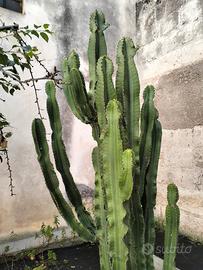Cactus Euphorbia 