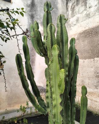 Cactus Euphorbia 