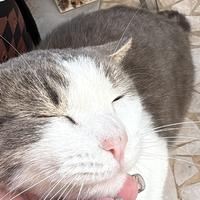 Gattina dolcissima rimasta sola