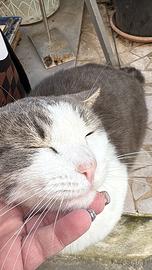 Gattina dolcissima rimasta sola