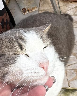 Gattina dolcissima rimasta sola