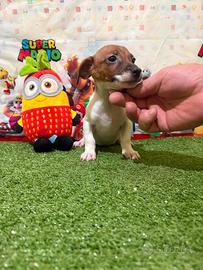 Jack Russell cucciola bianca e arancio