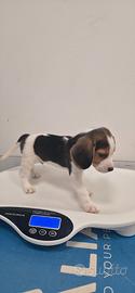 Splendidi Cuccioli di Beagle con Pedigree ENCI