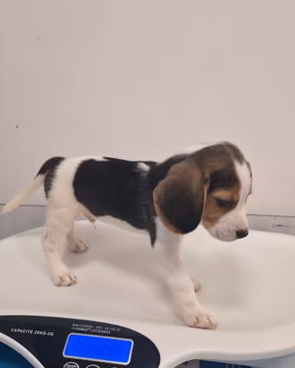 Splendidi Cuccioli di Beagle con Pedigree ENCI