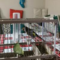 Cardellino anellato 2025