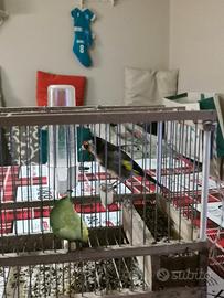 Cardellino anellato 2025