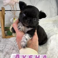 Prenotabile chihuahua thailandese femmina pedigree