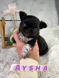 Prenotabile chihuahua thailandese femmina pedigree