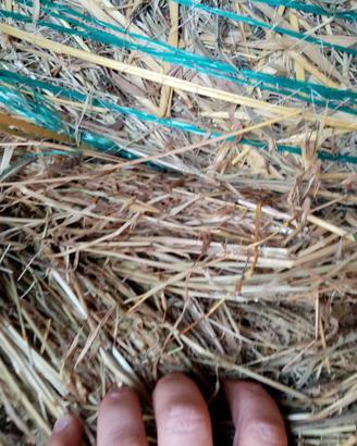 Fieno Paglia ed erba medica