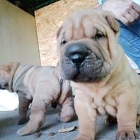 Cuccioli di Shar Pei