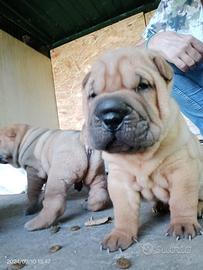 Cuccioli di Shar Pei