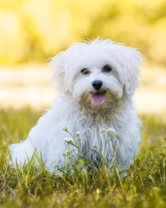 Maltese