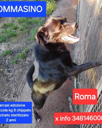 Cane giocherellone