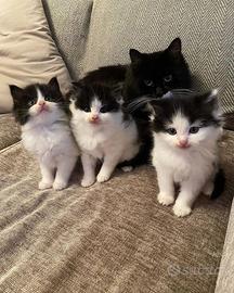 Gatto siberiano