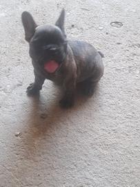 Bulldog francesi maschi e femmine