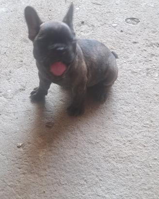 Bulldog francesi maschi e femmine