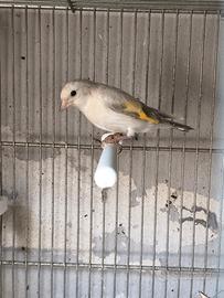 Cardellino Opale