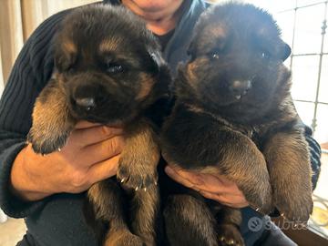 Cuccioli pastore tedesco