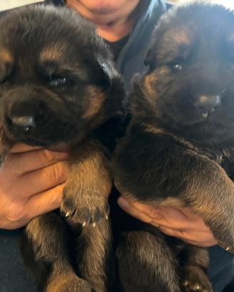 Cuccioli pastore tedesco