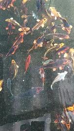 Carpe koi giapponesi