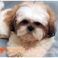 Cuccioli di SHIH TZU