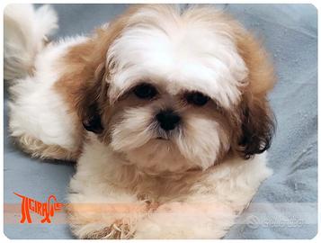 Cuccioli di SHIH TZU