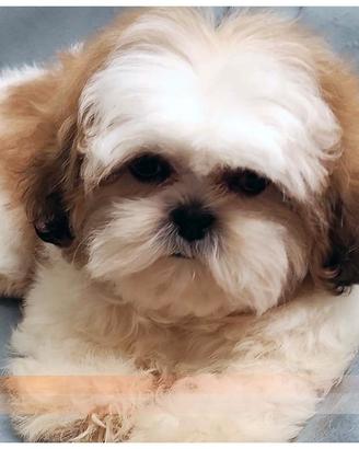 Cuccioli di SHIH TZU