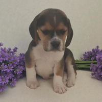 Beagle