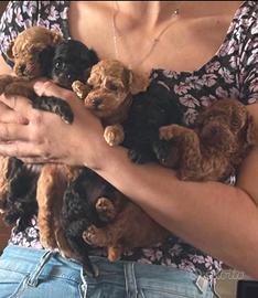 Disponibili da fine agosto cuccioli barboncini toy