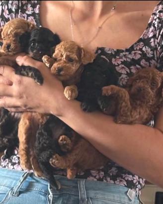 Disponibili da fine agosto cuccioli barboncini toy