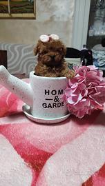 Barboncino (barbone ) mini toy Fulvo