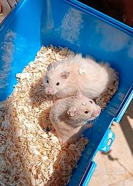 cuccioli di criceti 