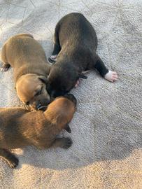 Staffordshire bull terrier