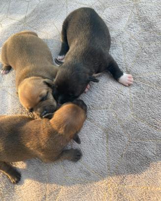 Staffordshire bull terrier