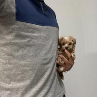 Maltipoo albicocca mini toy ( Maltese Barboncino )
